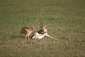 Jackal attacking gazelle