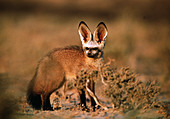 Bat-eared fox