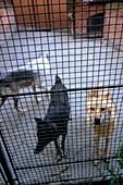 Wolves,Belgrade Zoo,Serbia