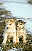 Husky dog puppies