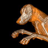 Dog,3D MRI scan