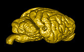 Wolf brain,3D MRI scan