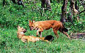 Dholes playing