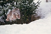 Lynx leaping
