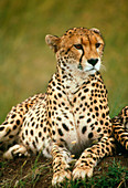 Cheetah (Acinonyx jubatus) sitting on a mound