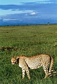 Cheetah (Acinonyx jubatus) walking in grassland