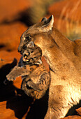 View of a female mountain lion with her kittten