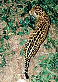 View of a jaguar (Panthera onca) on the prowl