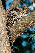 View of a margay (Leopardus wiedii) in a tree