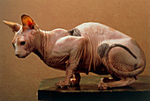 Sphinx cat (Felis catus)