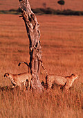 Cheetah territory