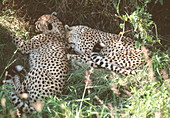 Resting cheetahs