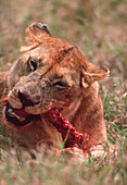 Lioness feeding