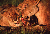 Lionesses feeding
