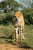 Snarling cheetah