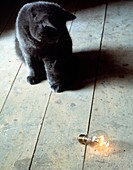 Domestic cat and light bulb