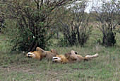 African lions