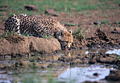 Cheetah drinking