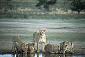Lionesses drinking