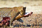 Leopard with a gazelle carcass