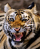 Bengal tiger (Panthera tigris)