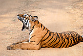 Bengal tigress yawning