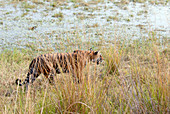 Bengal tigress in long grass