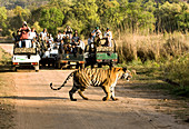 Royal bengal tiger