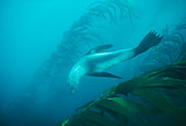 Southern fur seal