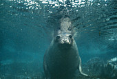 Southern elephant seal