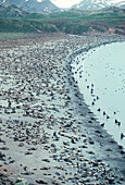 Southern fur seal colony