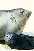 Southern elephant seals