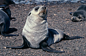 Antarctic fur seal pup