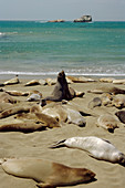 Northern elephant seals