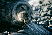 Basking Weddell seal