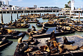 California sea lions