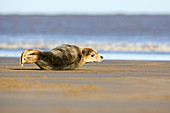 Grey seal