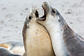 Australian sea lions