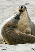 Australian sea lions