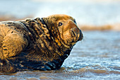 Male grey seal