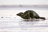 Female grey seal 'running' along a beach