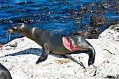 Injured Galapagos sea lion pup