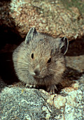 View of a juvenile pika (Ochotona sp.) on a rock