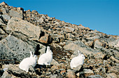 Arctic hares