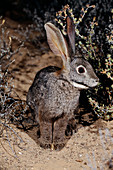 Riverine rabbit
