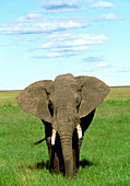 African elephant