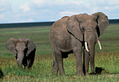 African elephant (Loxodonta africana) cow and calf