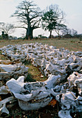 Skulls of elephants and rhinos killed by poachers