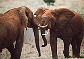 African elephants