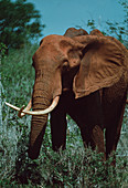 African elephant